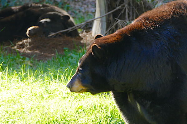 Two bears, one sleeping and one looking back